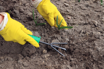 Hands in yellow gloves loosen the soil around spring garlic, top view