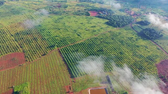 African bamboo farm filmed on a drone.