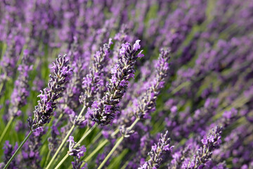 Lavender field close-up as a natural floral background. Selective focus on lavender flower in flower garden.