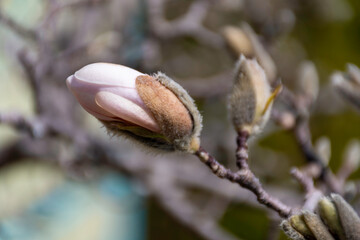 A magnolia flower opens in spring.
