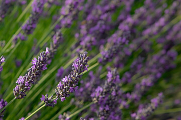 Lavender. Selective focus on lavender flower in flower garden. Lavender flowers lit by sunlight. Lavender fields, Provence, France.