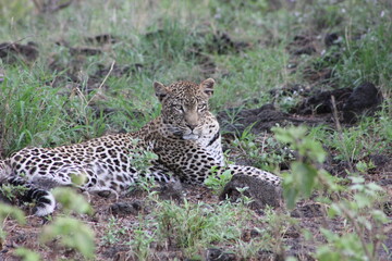a beautiful leopard gazing in the African jungle