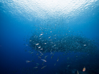Fototapeta na wymiar Bait ball, school of fish in turquoise water of coral reef in Caribbean Sea, Curacao