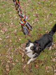 Australian Shepherd Dog playing with a toy in the spring park with the owner. Happy Aussie walks at outdoors sunny day.