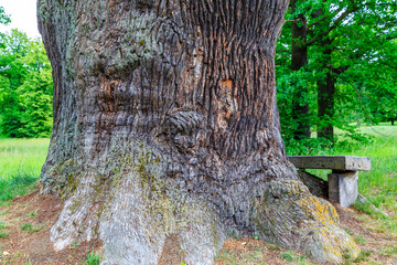 Old oak Trees, Springtime at the  Prince Pückler Park, Muskau, East Germany