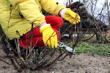 Hands in yellow gloves prune a rose bush with pruning shears, close-up-the concept of caring for...