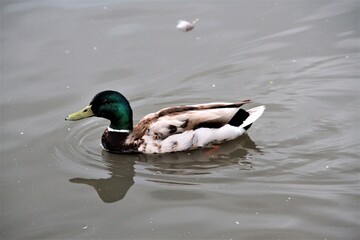 Obraz premium A Mallard on the water