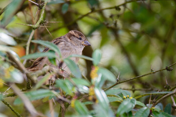 Vogel im Blätterwerk