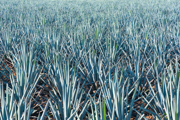 Agave tequila plant - Blue agave landscape fields in Jalisco, Mexico 
