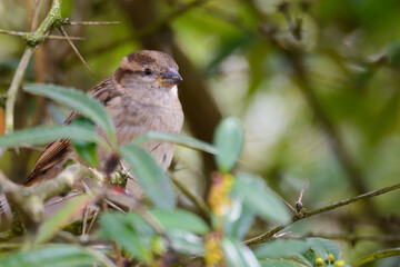 Vogel im Blätterwerk
