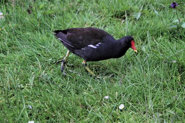 A Moorhen on the grass