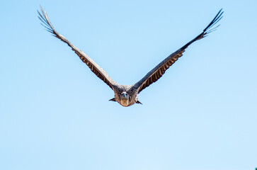 griffon vulture (Gyps fulvus) soaring through the skies