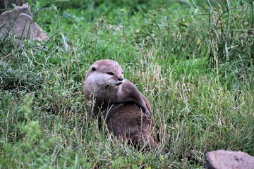 A close up of an Otter