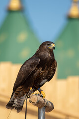 several golden eagles (Aquila chrysaetos)