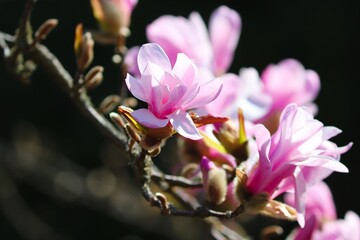 rosa Blüten von der Magnolie