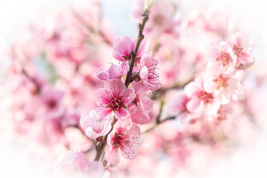 Beautiful Pink Peach Blossoms in a Garden