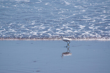 Gaviota alimentándosela en las playas de El Salvador