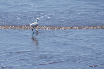 Gaviota alimentándosela en las playas de El Salvador