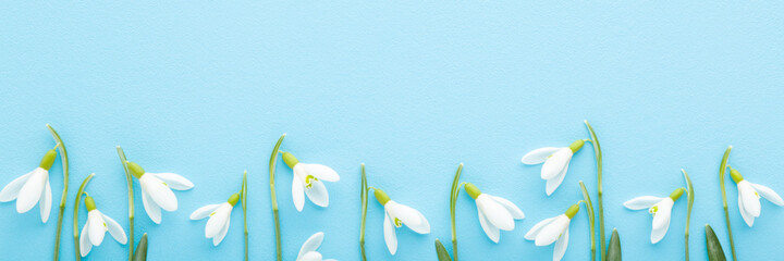 Fresh white snowdrops with green leaves on light blue table background. Pastel color. Wide banner....