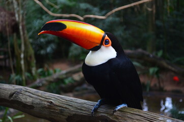 toucan on a tree