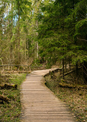 Obraz premium Old Wooden bridge in the spring forest, Belovezhskaya Pushcha, Belarus. Nature reserve