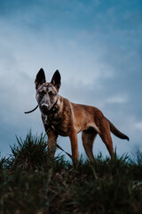 Belgian shepherd posing on grass. German shepherd dog.