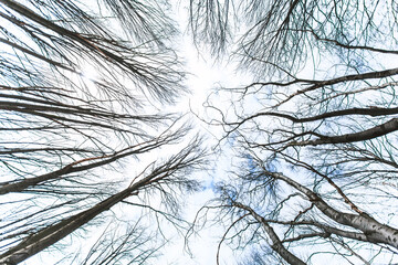 Winter forest branches, view up, beautiful nature landscape