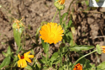 "Pot Marigold" flower (or Ruddles, Common Marigold, Garden Marigold, English Marigold, Scottish Marigold) in Ulm, Germany. Its Latin name is Calendula Officinalis, native to southern Europe.