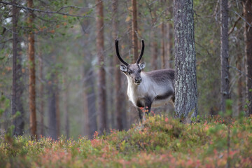 Curious and cute reindeer in the beautiful autumn forest in Lapland, Finland