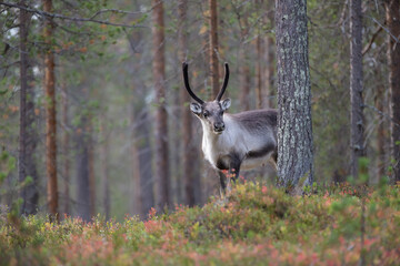 Curious and cute reindeer in the beautiful autumn forest in Lapland, Finland © Henna