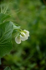 Obraz premium White pea bloom, pea plant growing in the garden, beautiful wild flowers. farming organic products