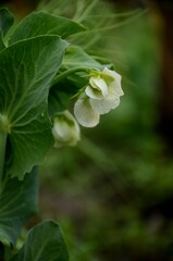 White pea bloom, pea plant growing in the garden, beautiful wild flowers.  farming organic products