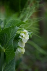 White pea bloom, pea plant growing in the garden, beautiful wild flowers.  farming organic products