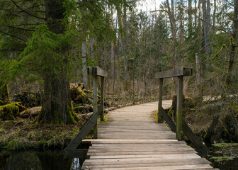 Fototapeta premium Wooden bridges across the swamp in the forest of Belovezhskaya Pushcha. Springtime alder bog forest with standing water, Bialowieza Forest, Poland, Europe