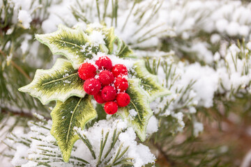 embroidered branch of holly in the snow