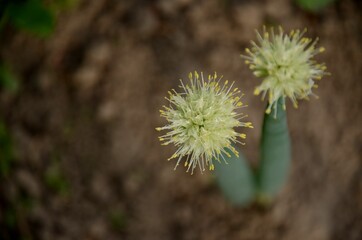 green onions bloom on blured background. onion vegetable growing in the soil in the garden bed	