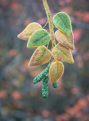 embroidered brooch - birch branch in nature