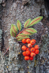 embroidered brooch - rowan branch with berries