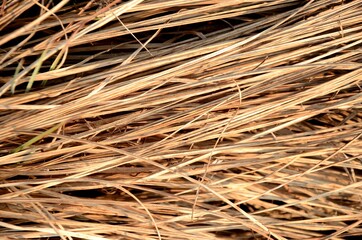 dry grass background