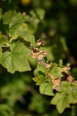 currant bloom and young leaves on a branch of a currant bush growing in the garden