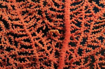 A Denise pygmy seahorse in a gorgonian fan coral Cebu Philippines 