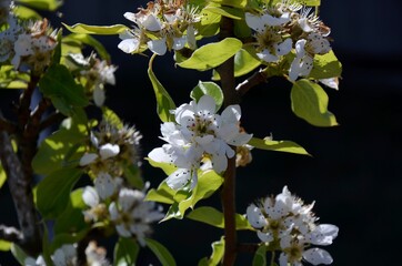 Close-up of apple blossom on a branch of apple tree on the dark background grow in the garden on sunny day.