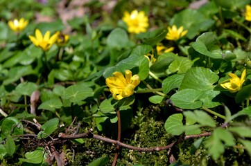 group of yellow Ficaria verna (Ranunculus ficaria) growing in the forest. wild forest flowers, yellow primroses in sunny spring day. medicinal plant	