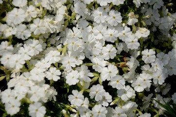 phlox styloid growing on a flowerbed. wild small white flowers, floral background 