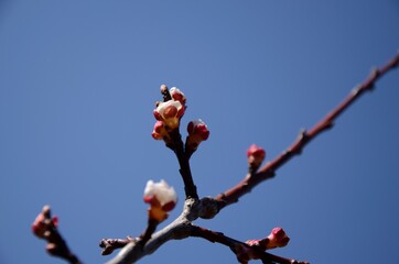 Branch with peach navels on blue sky close-up on peach tree growing in the garden on sunny day