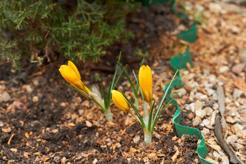 Yellow crocus growing in the garden in early spring. Crocus sativus