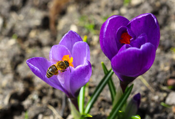 Bees pollinate spring crocuses. Fresh beautiful purple, yellow and white crocuses, selective focus, banner image with sunbeams. Flora and fauna concept.