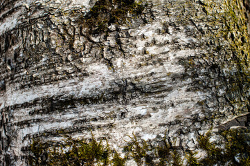 Birch bark