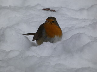 European robin (Erithacus rubecula) sitting on the snow, Gdansk, Poland