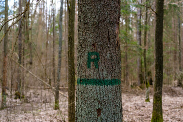 The label on the tree in the spring forest. Route label on tree